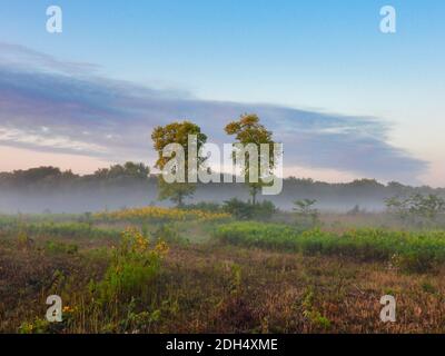 Misty morning in the forest: Two trees in a clearing with the full forest behind them with a line of mist and fog still lingering at morning sunrise Stock Photo