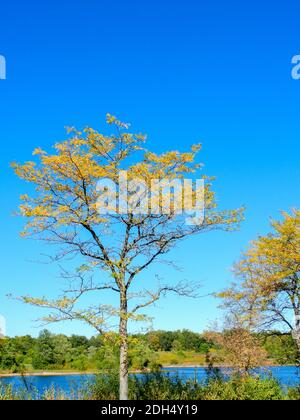 Honey Locust Tree with Yellow Fall Leaf Colors Among Bushes on Lake Shore  with Vibrant Blue Sky in Background Vertical Stock Photo