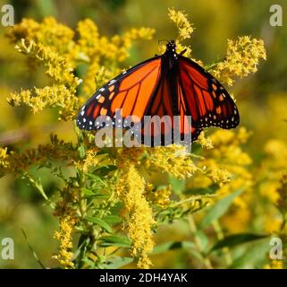 Monarch Butterfly in Beautiful Autumn Sunshine as it Eats from a Yellow Wildflower of Goldenrod in a Fall Looking Meadow Blurred in Background Stock Photo
