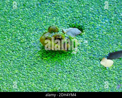 Frog in the pond: A bullfrog sits in the water with his head including eyes and ears as well as part of its back visible, the water covered in a brigh Stock Photo