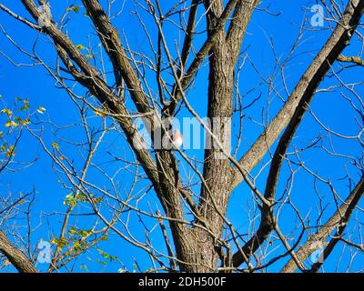 Eastern Bluebird Bird Perched in a Fall Tree with Just a Few Leaves on a Sunny Day with Blue Sky Stock Photo