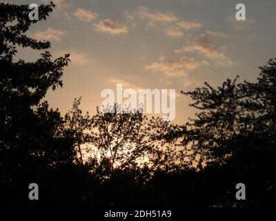 Warm Sunset Behind Silhouetted Maple Trees with Blue and Yellow Sky and Fluffy White Clouds Stock Photo