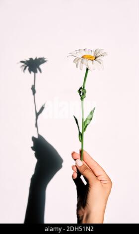 Daisy in hand with shadow background on white Stock Photo
