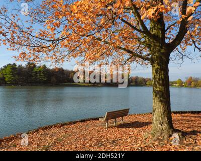 Bench Sits Below a Fall Maple Leaf with Some Remaining Orange Leaves, Most Covering the Ground Looking Out Over Lake on Beautiful Autumn Day Stock Photo