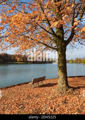 Maple Tree in Fall with Remaining Orange and Yellow Leaves with Park Bench in Front Lakeside with Leaves on the Ground Looking over the Lake Stock Photo