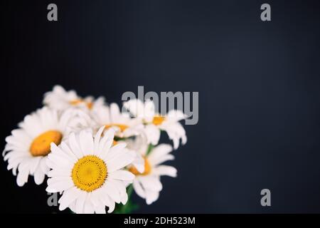 White daisies flower bouquet on dark background Stock Photo