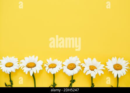 White colored daisy flowers border on yellow background Stock Photo