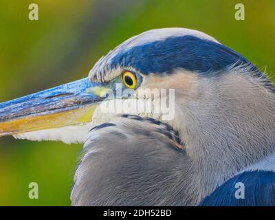 Closeup great blue heron: Fall wildlife with closeup view of a great blue heron bird with blue feathers, yellow bill and yellow eyes with autumn color Stock Photo