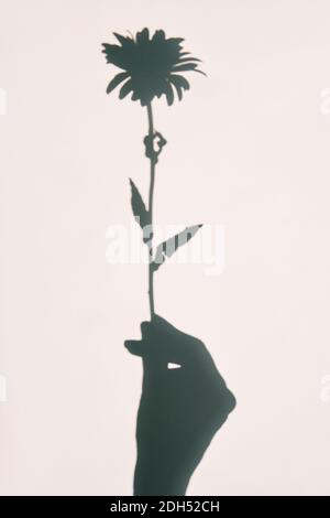 Daisy in hand shadow background on white wall texture Stock Photo