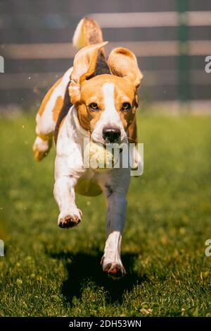 Beagle dog running on the lawn fast towards camera. Jumping and flying with the ball. Stock Photo