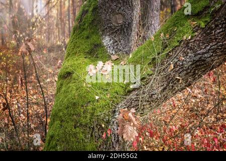 The tree trunk is covered with moss Stock Photo