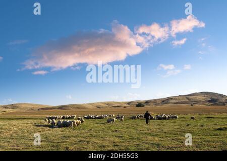shepherd and his flock of sheep in a prairie of the central Anatolia  under a big cloud in the blue sky at the evening Stock Photo