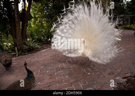 Displaying male white peacock Pavo cristatus attempts to chase off a brown young female peacock. Stock Photo