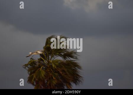 Seagull darting in the sky flies by a palm tree bent by the wing Stock Photo