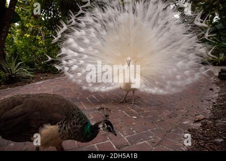 Displaying male white peacock Pavo cristatus attempts to chase off a brown young female peacock. Stock Photo