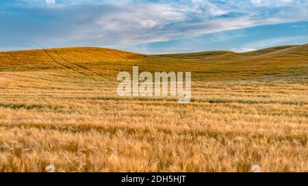 Magical wheat farm fields in palouse washington Stock Photo