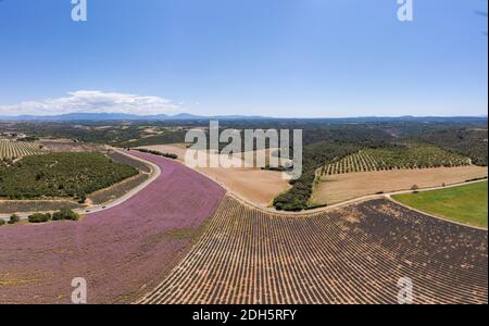 Lavender fields in Ardeche in southeast France Stock Photo