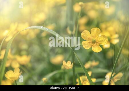 Silverweed, Potentilla anserina yellow flower in the green grass Stock Photo