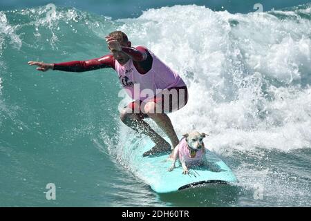 Surfing dog Sugar in action during the 9th annual Surf City Surf Dog event at Huntington Beach, Los Angeles, CA, USA, on September 23, 2017. Photo by Lionel Hahn/ABACAPRESS.COM Stock Photo