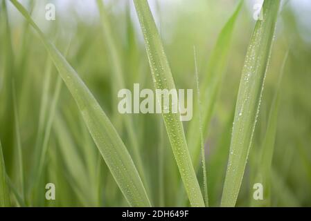 Water droplets on fresh green morning grass Stock Photo