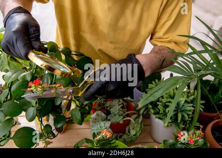 Old male gardener with plants indoors Stock Photo