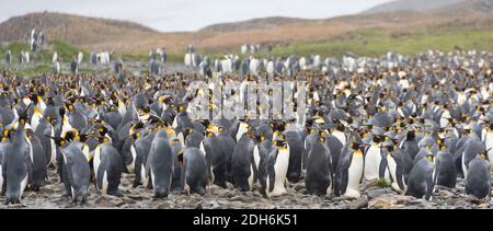 King penguins on the island, Fortuna Bay, South Georgia, Antarctica Stock Photo
