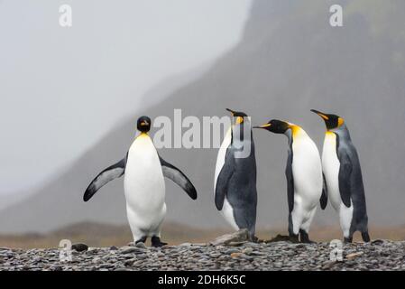 King penguins on the island, Fortuna Bay, South Georgia, Antarctica Stock Photo