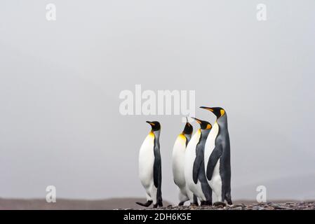 King penguins on the island, Fortuna Bay, South Georgia Island Stock Photo