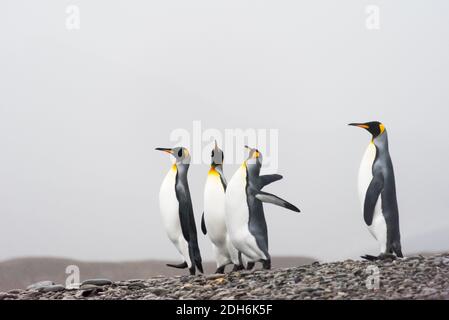 King penguins on the island, Fortuna Bay, South Georgia, Antarctica Stock Photo