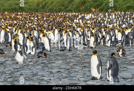 King penguins on the beach, Gold Harbor, South Georgia, Antarctica Stock Photo