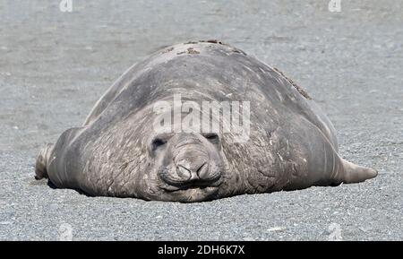 Elephant seal on the beach, Gold Harbor, South Georgia Island Stock Photo