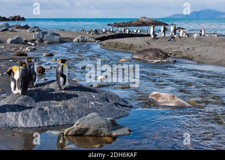 Elephant Seal and King penguins on the beach, Gold Harbor, South Georgia Island Stock Photo
