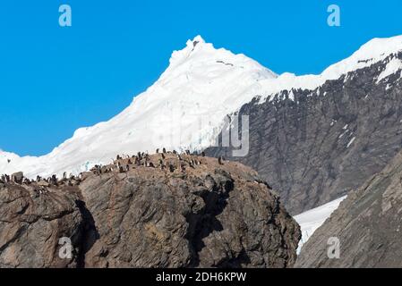 Penguins on the island, Point Wild, Elephant Island, Antarctica Stock Photo