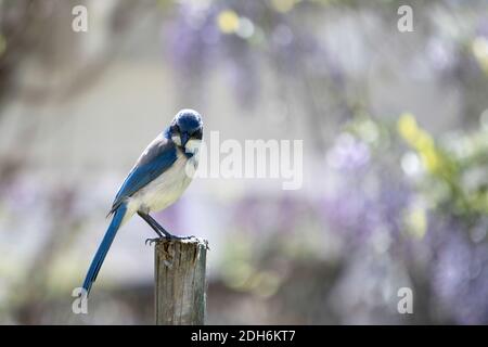 Blue Jay (Cyanocitta cristata) sitting on a pole on blurred purple and yellow background Stock Photo