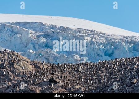 Penguins on the island, Point Wild, Elephant Island, Antarctica Stock Photo