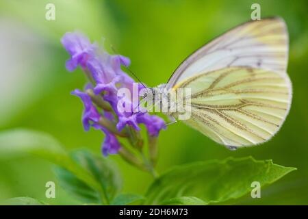 Large Cabbage White butterfly on lavender Stock Photo