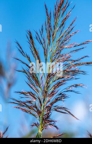 Reed blossom Stock Photo