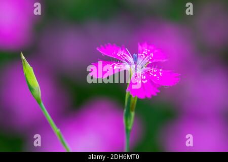 Ianthus Deltoides pink flower close up Stock Photo