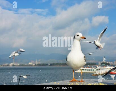 One White Larus ridibundus with orange foot and mouth standing on the platform Stock Photo