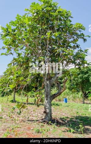 Breadfruit Tree With Fruits Stock Photo