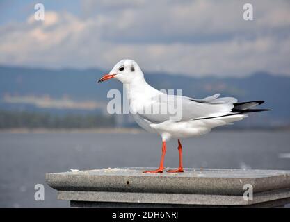 One White Larus ridibundus with red foot and orange mouth standing on the platform Stock Photo