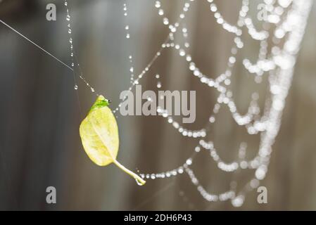 A small yellow autumn leaf stuck in a spider web. Large spider web with water drops. Raindrops in a blur. Beautiful bokeh background. Stock Photo