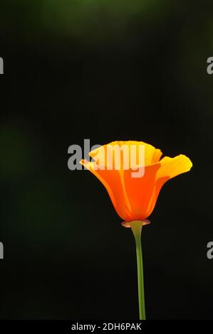 California Poppy Flowers (Eschscholzia californica) Stock Photo