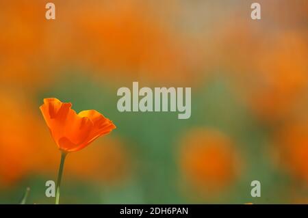 California Poppy Flowers (Eschscholzia californica) Stock Photo