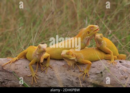 Four yellow iguanas are sunbathing on dry wood. Stock Photo