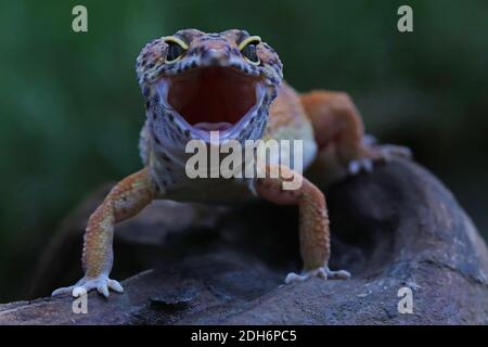A leopard gecko (Eublepharis macularius) is posing in a distinctive style. Stock Photo