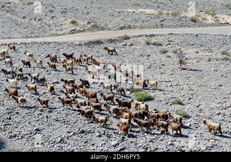 An Omani man herding his goats. Stock Photo