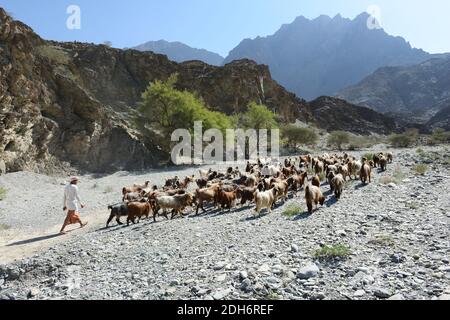 An Omani man herding his goats. Stock Photo