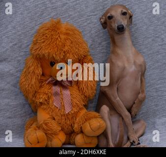 greyhound teddy bear