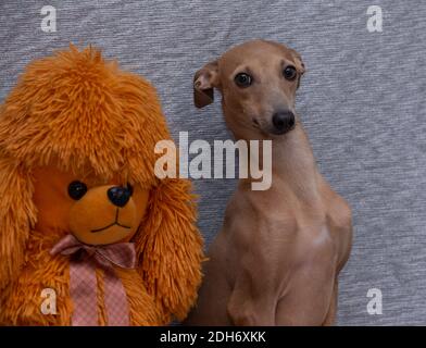 greyhound teddy bear